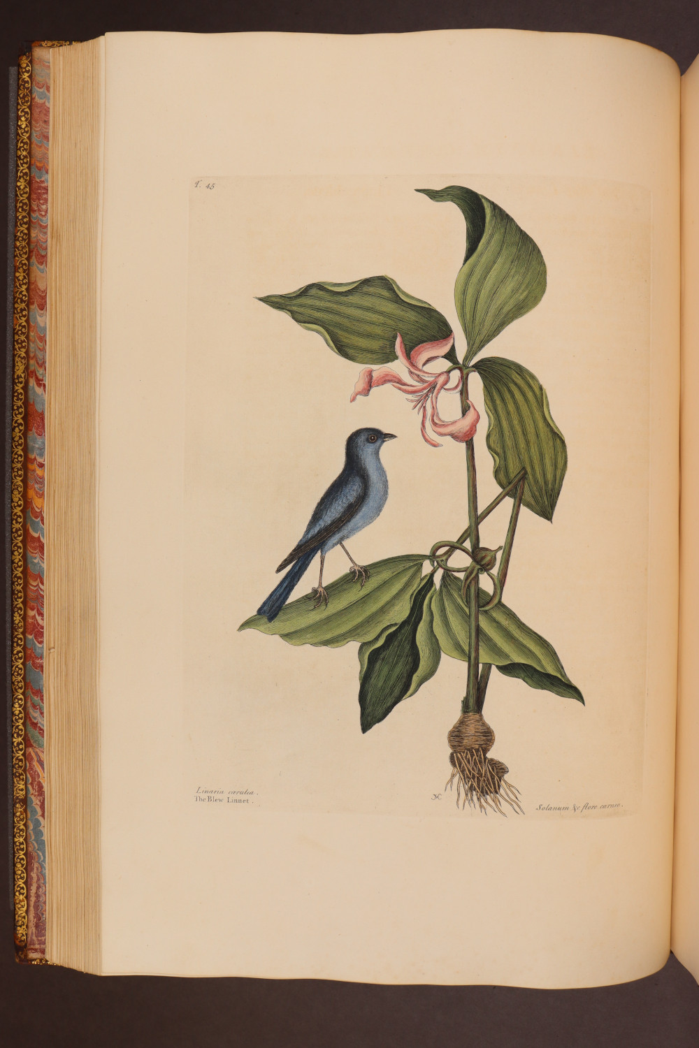 Plate 45